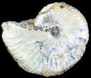 Hoploscaphites Ammonite - South Dakota #62593-1